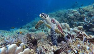Keliling Bunaken, One Day Trip Manado